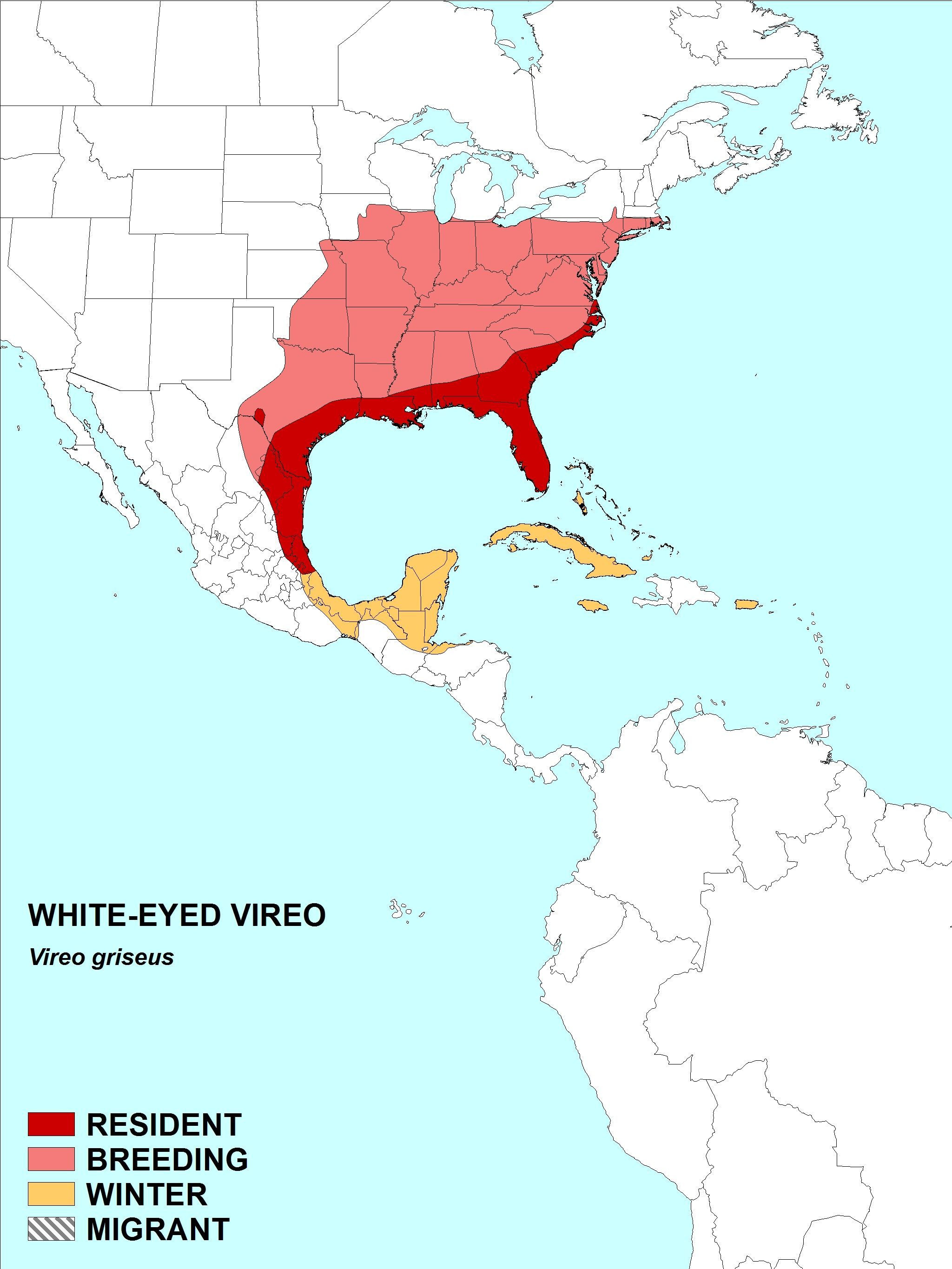 Plancia ëd Vireo Vieillot 1808