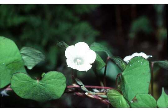 Ipomoea lacunosa L. resmi