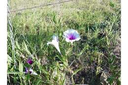 Image of Pinkthroat Morning glory