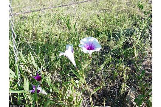 Ipomoea longifolia Benth. resmi