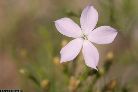 Image of flaxflowered ipomopsis