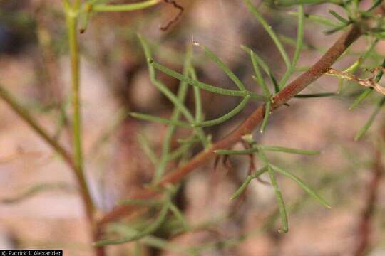 Image of flaxflowered ipomopsis