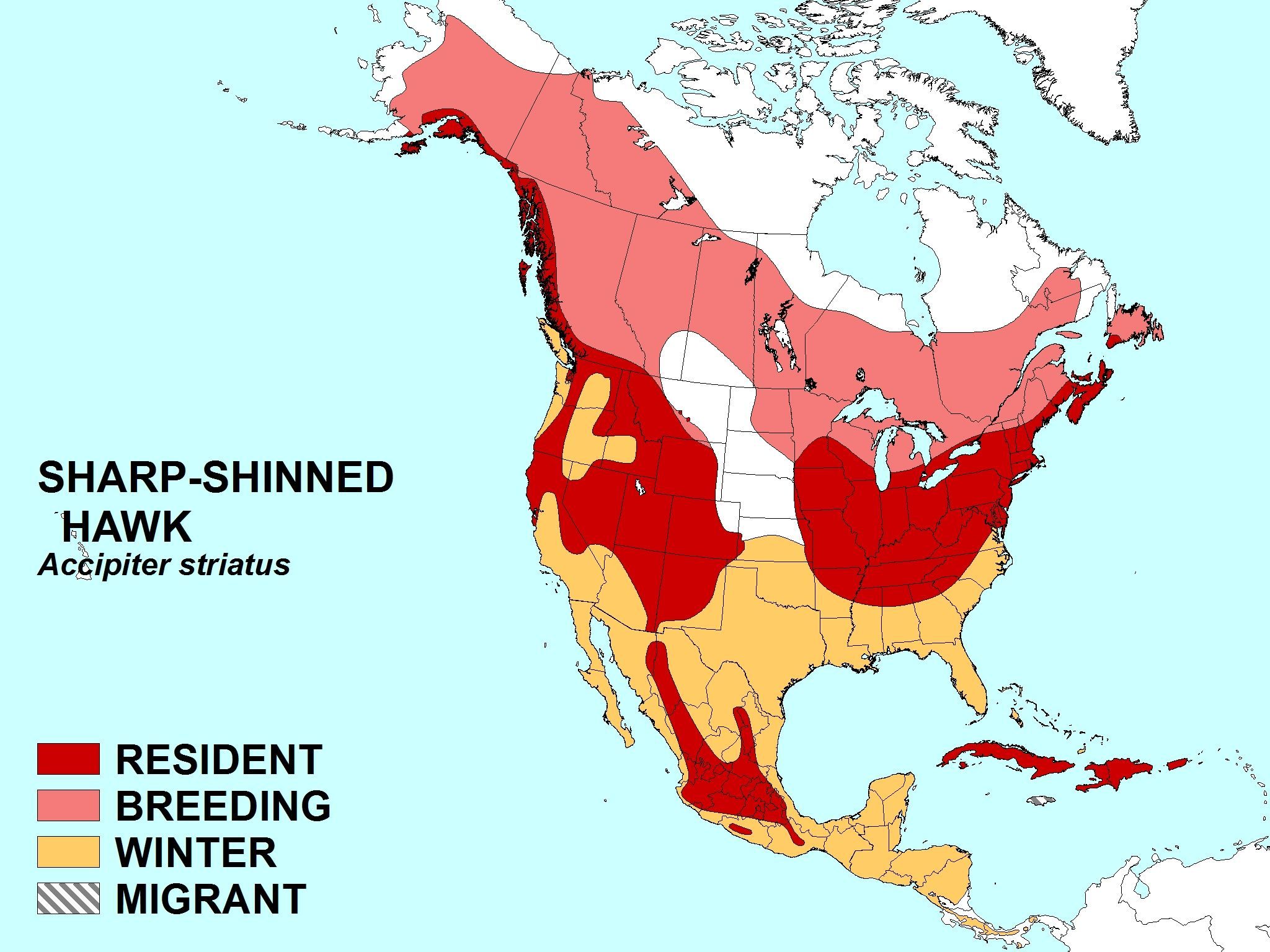 Image of Sharp-shinned Hawk