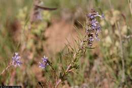 Image of manyflowered ipomopsis