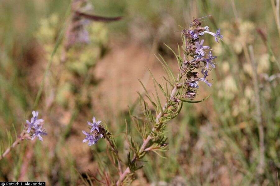 Image of manyflowered ipomopsis