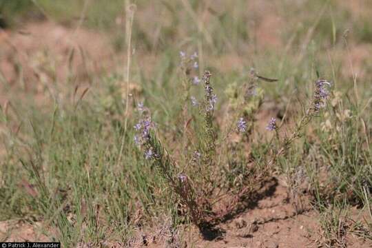 Image of manyflowered ipomopsis