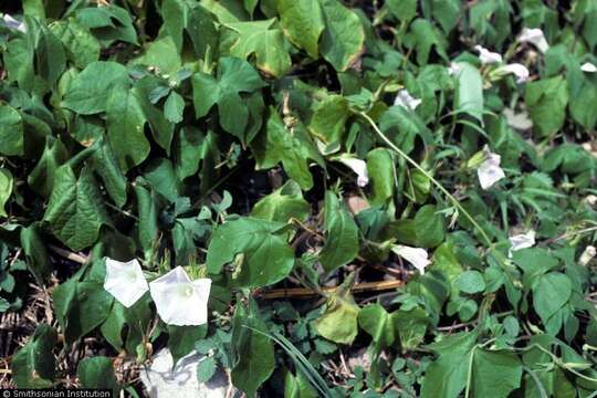 Ipomoea nil (L.) Roth resmi