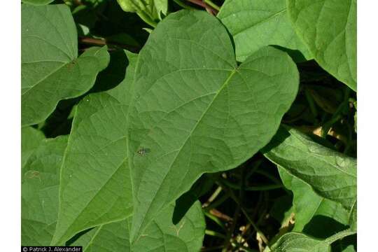 Image of tall morning-glory