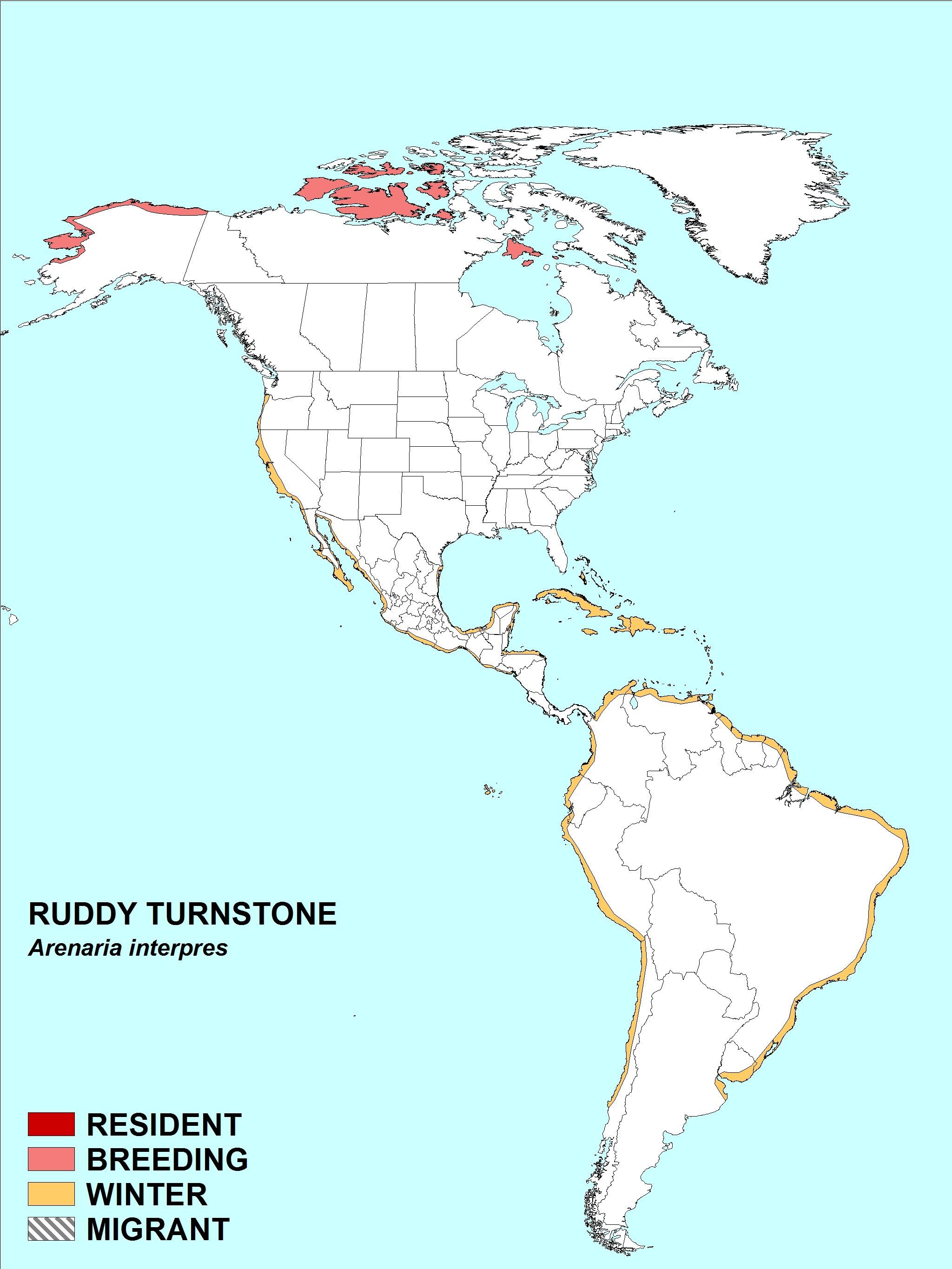 Image of Ruddy Turnstone