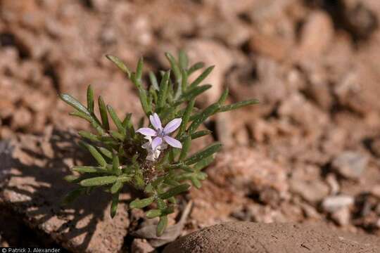 Image of dwarf ipomopsis