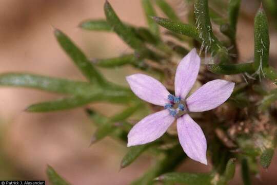 Image of dwarf ipomopsis