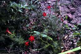 Image of Cypress Vine