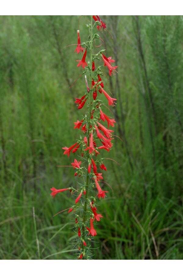 Image de Ipomopsis rubra (L.) Wherry