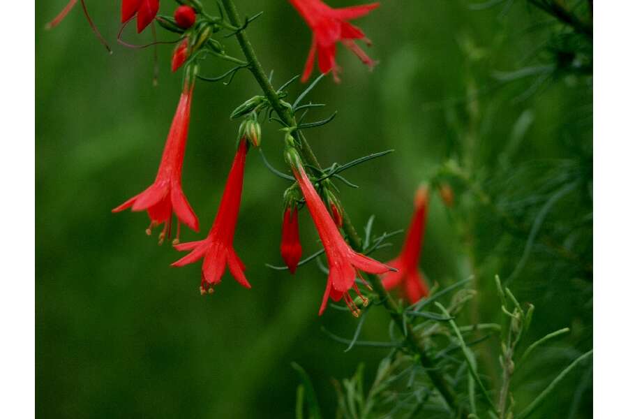 Image de Ipomopsis rubra (L.) Wherry