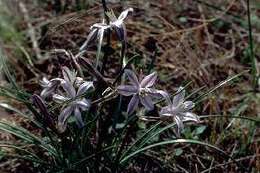 Image of blue funnel lily