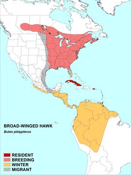 Слика од Buteo platypterus (Vieillot 1823)