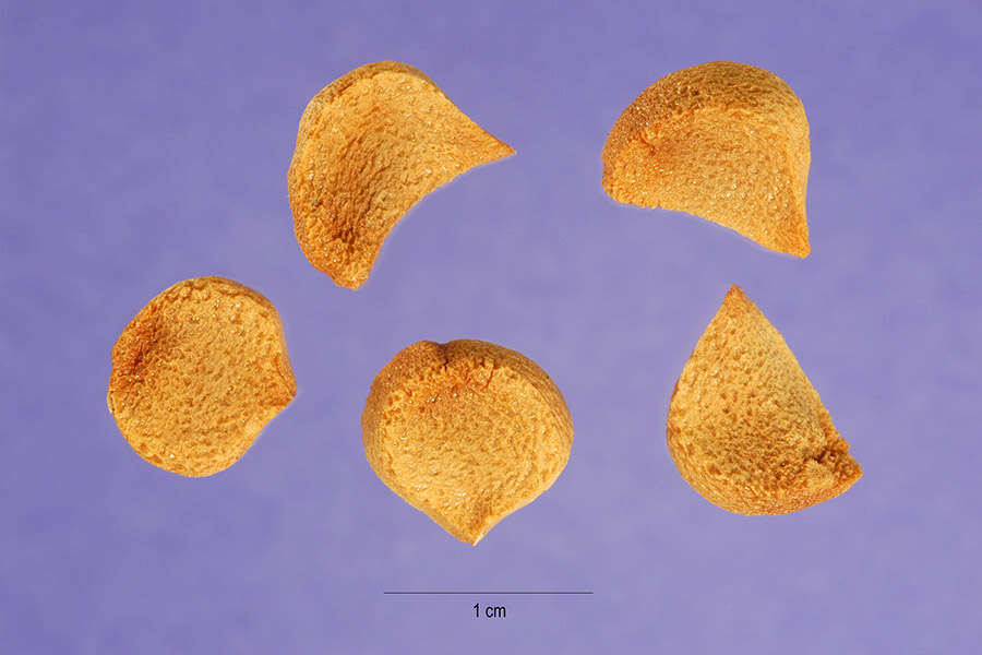 Image of copper iris