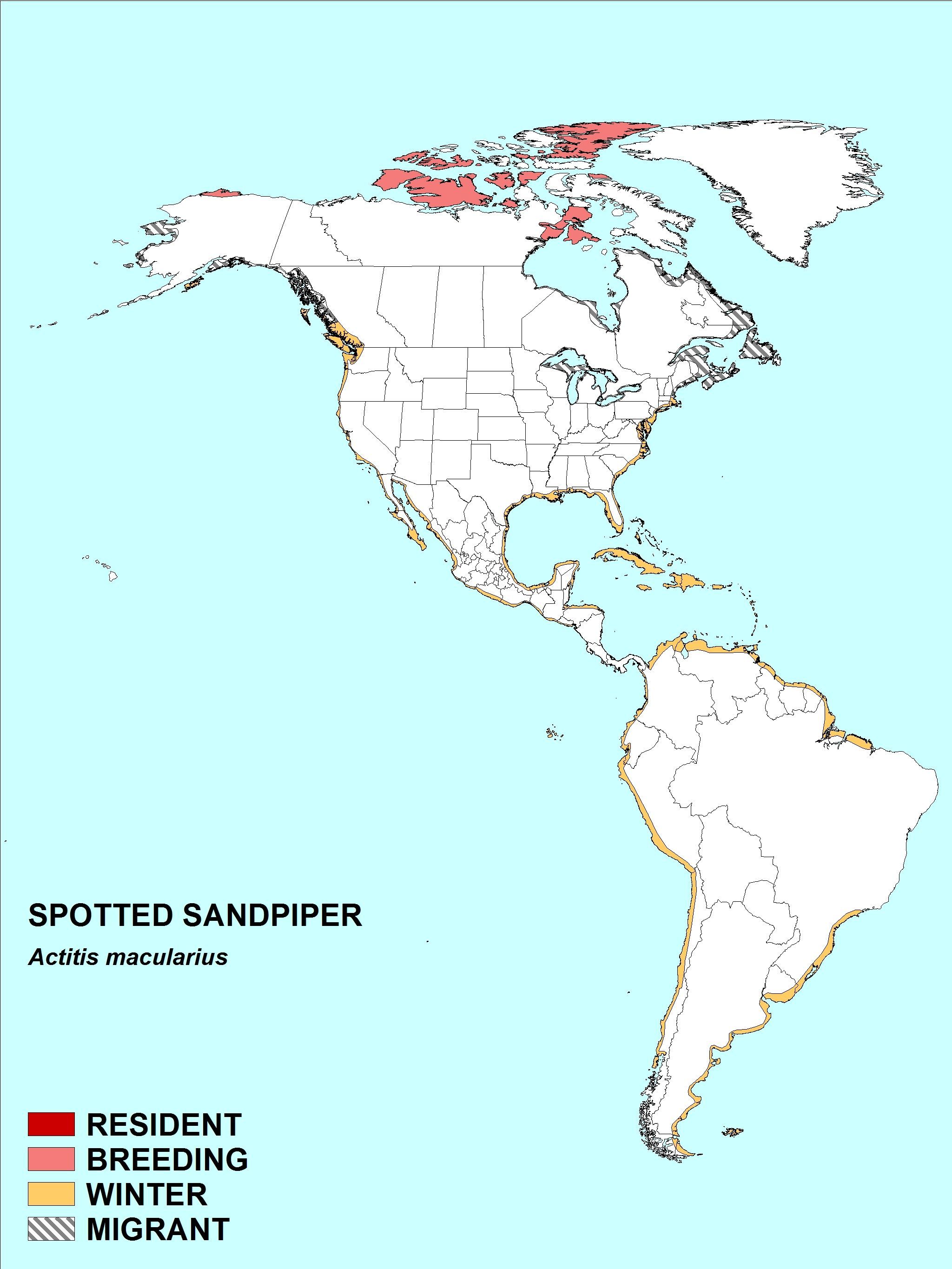 Image of Sanderling