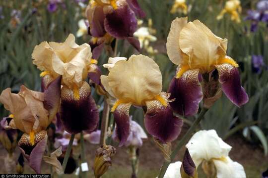 Image of German iris