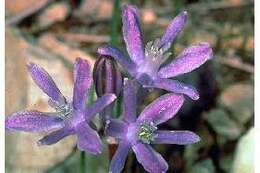 Image of blue funnel lily