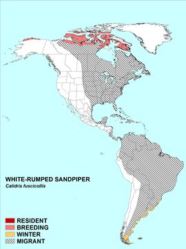 Image of White-rumped Sandpiper