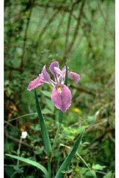 Sivun Iris hexagona Walter kuva