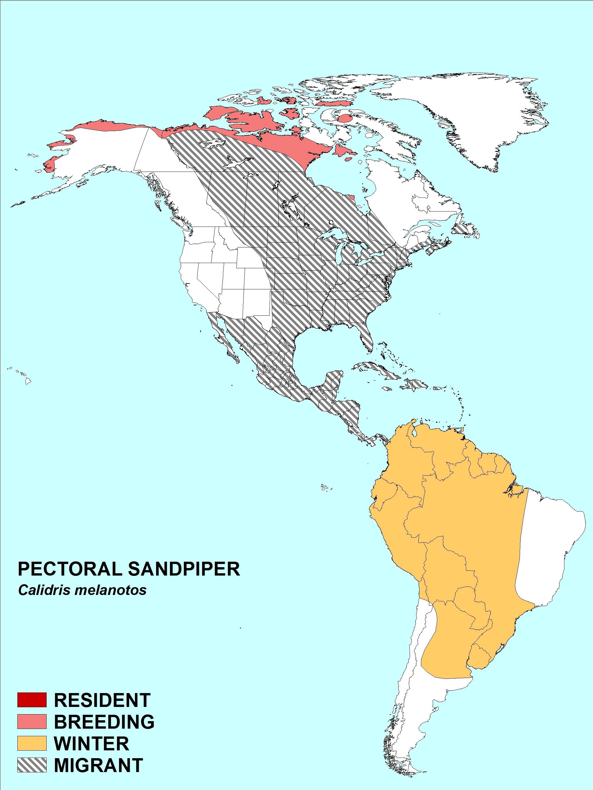 Image of Pectoral Sandpiper