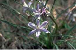 Image of blue funnel lily