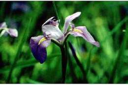 Image of iris