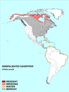 Image of Semipalmated Sandpiper