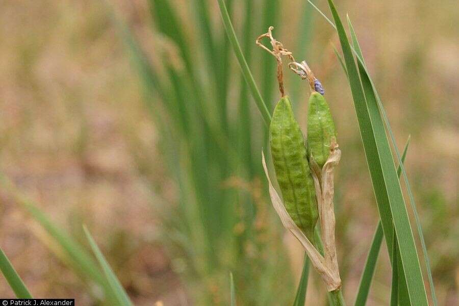 Image of Rocky Mountain iris