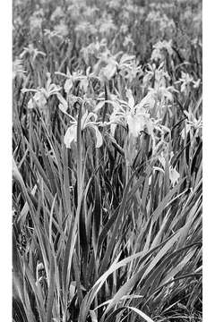 Image of Rocky Mountain iris