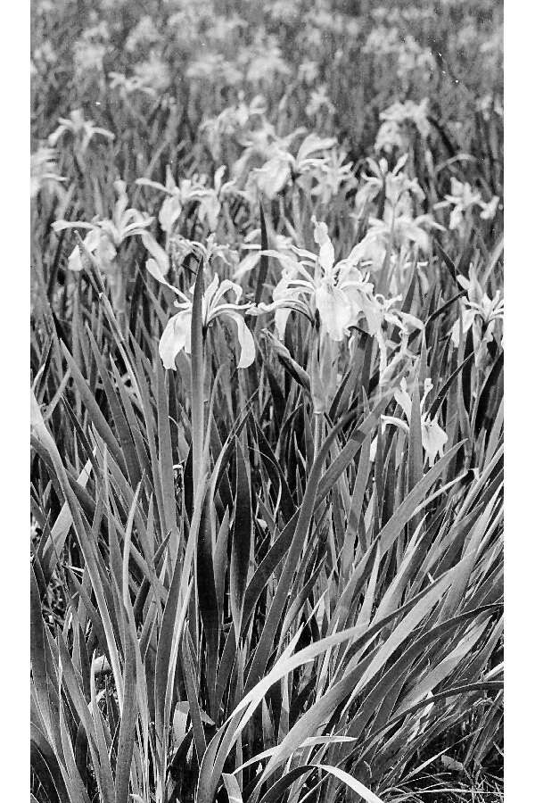 Image of Rocky Mountain iris