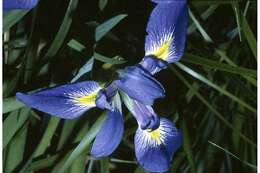 Imagem de Iris prismatica Pursh