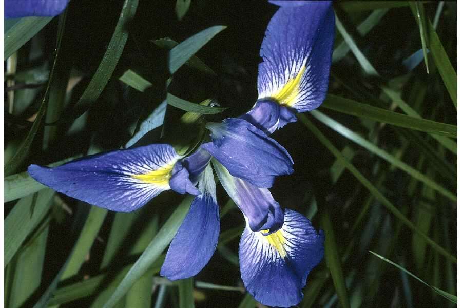 Image of slender blue iris