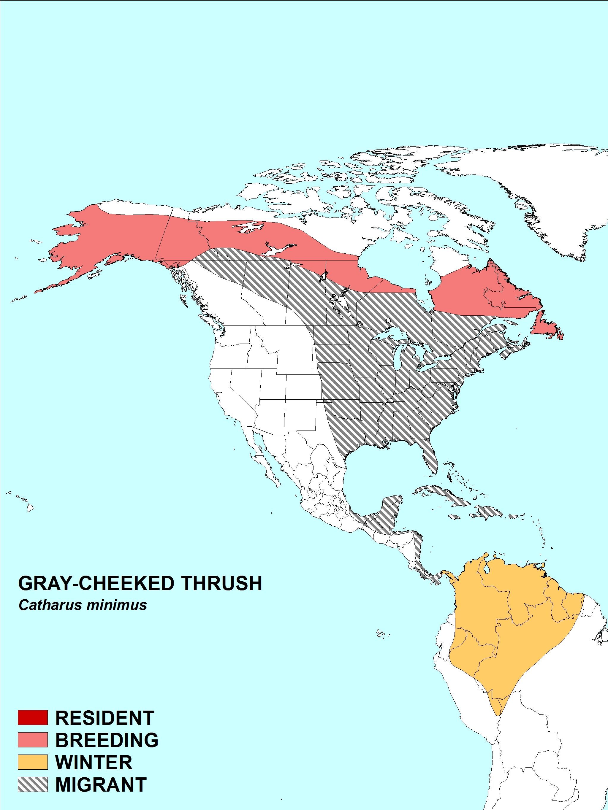 Image of Gray-cheeked Thrush