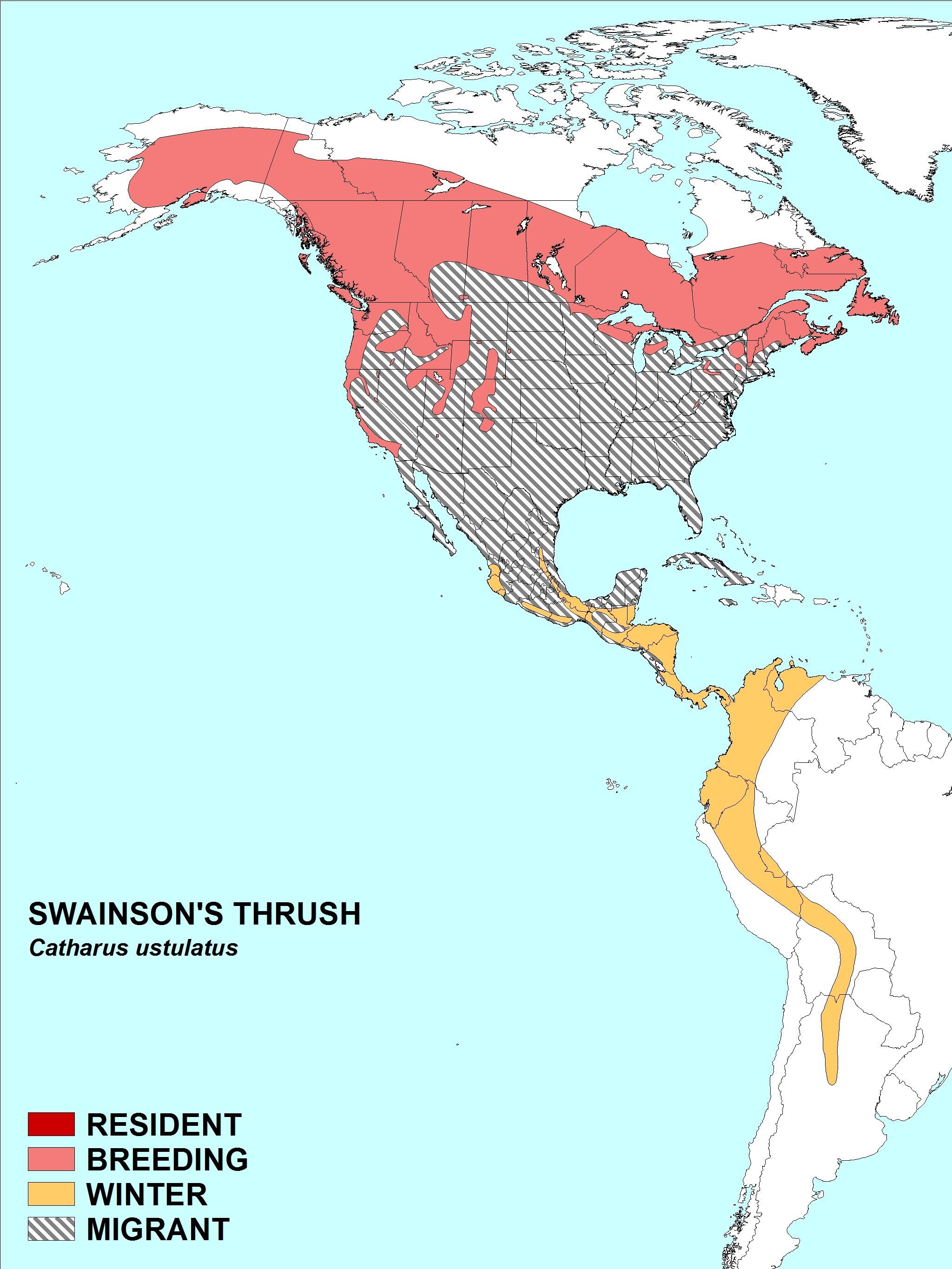 Image of Swainson's Thrush