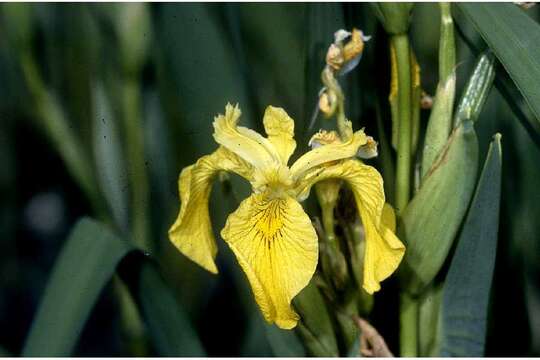 Imagem de Iris pseudacorus L.