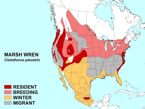 Image of Marsh Wren