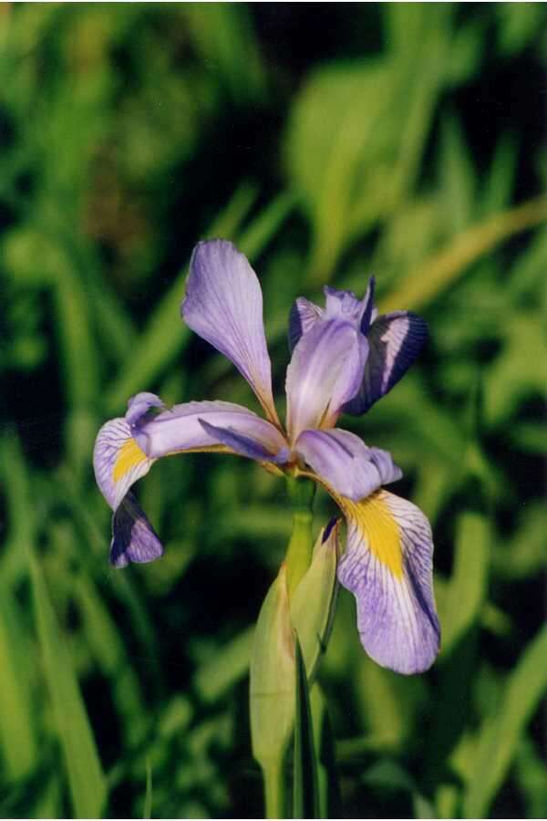 Image of Virginia iris