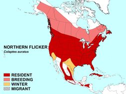 Image of Northern Flicker