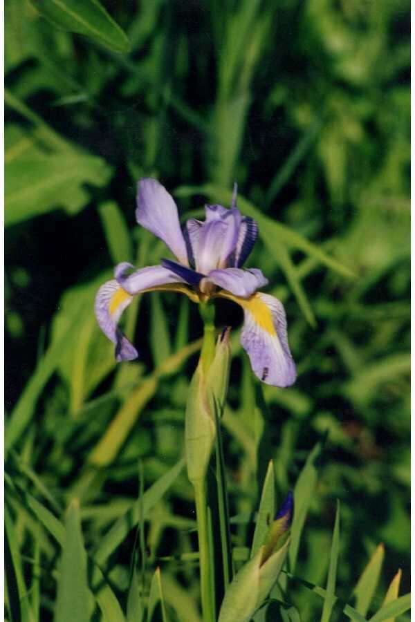 Image of Virginia iris