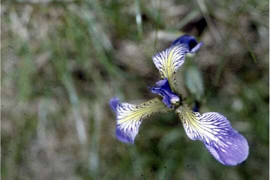 Image of blue flag