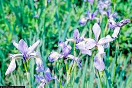 Image de blue flag iris versicolore