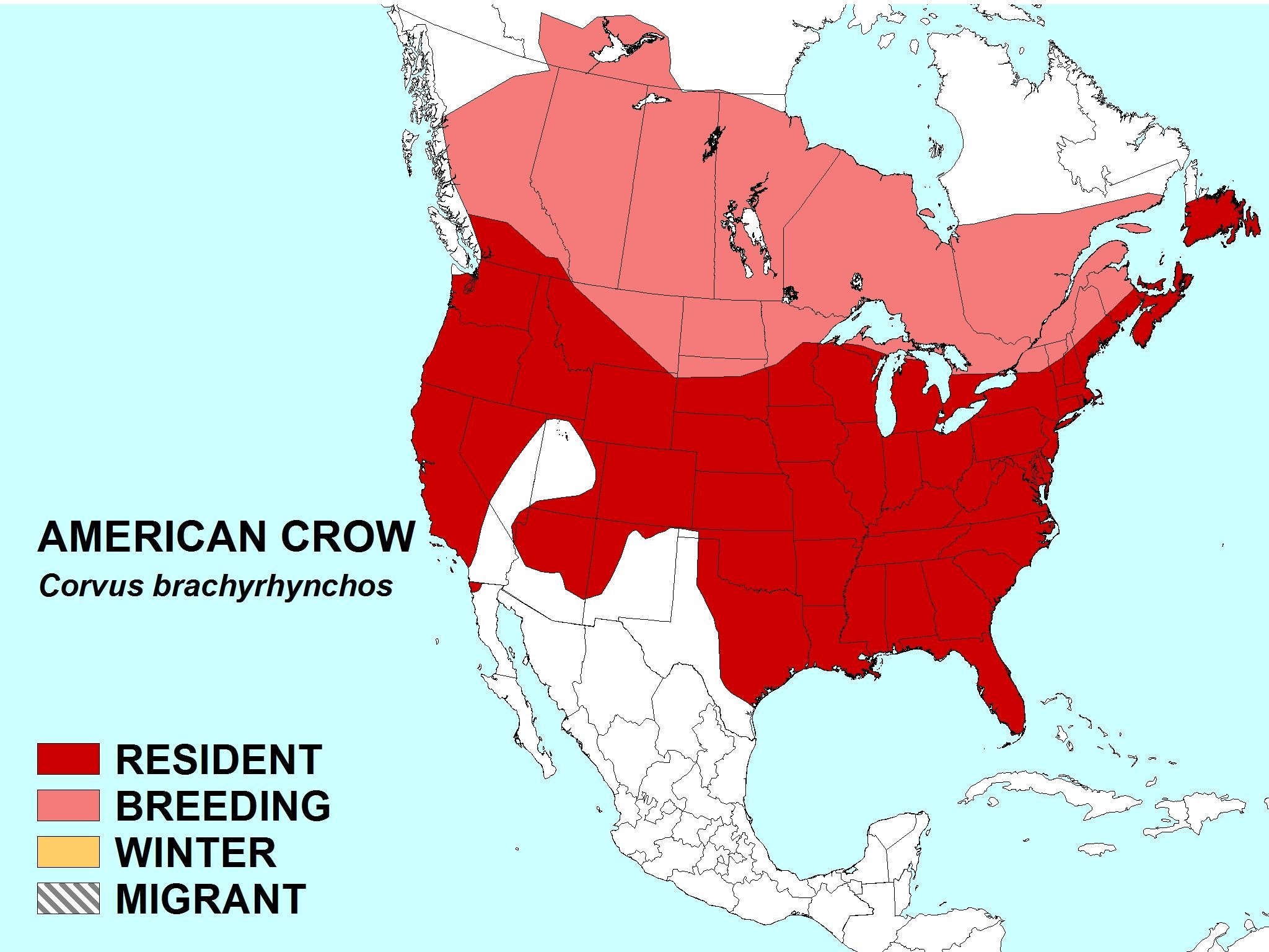 Image of American Crow