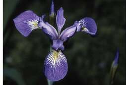 Image of Virginia iris