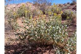 Imagem de Isocoma acradenia var. eremophila (E. Greene) G. L. Nesom