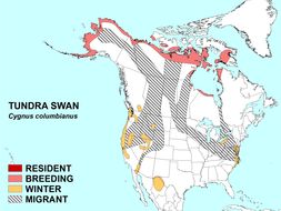 Image of Bewick's Swan