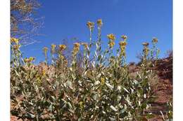 Imagem de Isocoma acradenia var. eremophila (E. Greene) G. L. Nesom