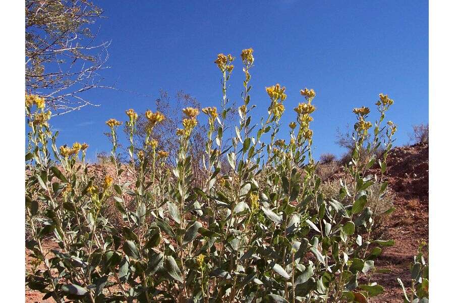 Imagem de Isocoma acradenia var. eremophila (E. Greene) G. L. Nesom